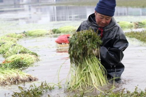 冬季露地蔬菜生长缓慢，需采取保温、防寒措施