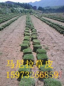 岳阳苗木基地，绿色产业的新星