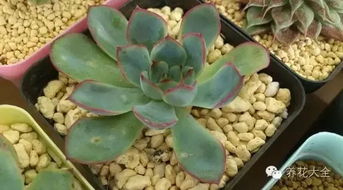 施用时间，关键因素