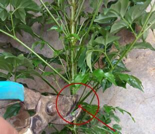 幸福树修剪技巧+养护秘籍，茂盛生长指南