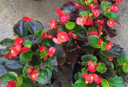 浇水过多，这是罪魁祸首吗？