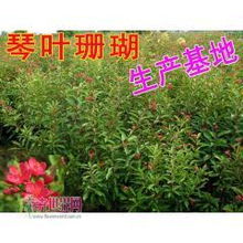 中山苗木基地：中山的绿意飘香