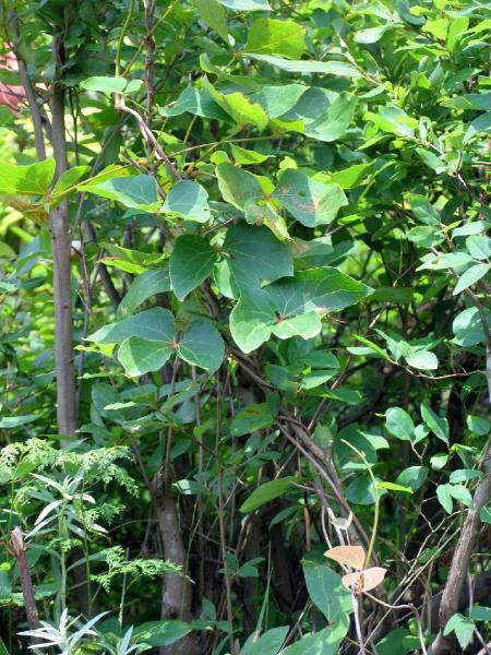 药藤植物的宝藏