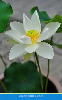 盆栽莲花枯黄后如何正确处理才能使其焕发新生