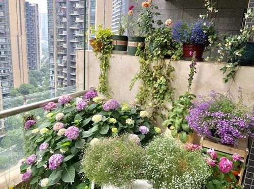 特价盆栽的真相：激素苗还是健康苗？