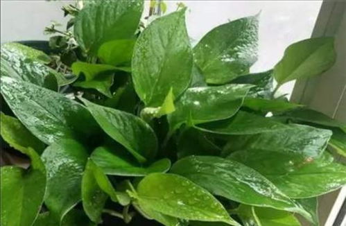 花叶上的土怎么擦干净？用软布轻轻擦拭