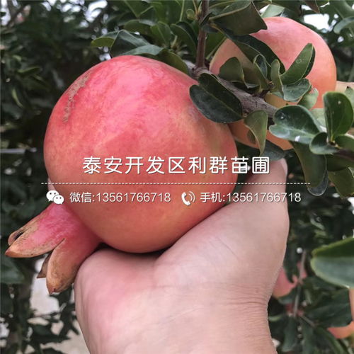 石榴树苗价格不一，一般从几元到几十元不等