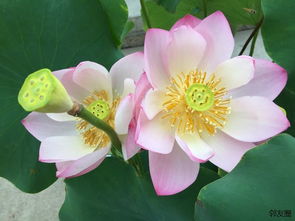 荷花的独特魅力