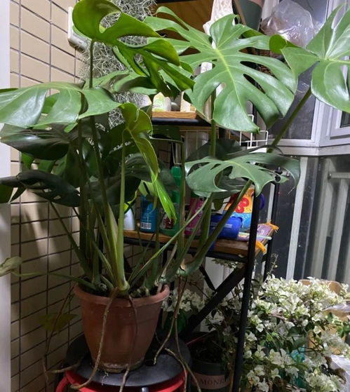 懒人养花心得：养不活四季常绿开花植物的原因解析