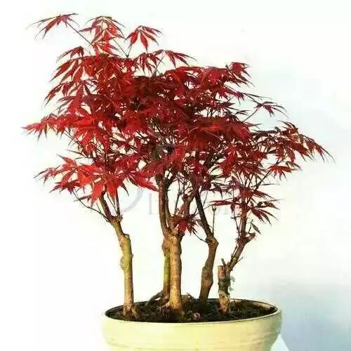 红枫树从种植到成长过程中，有哪些具体的养殖方法和养护要点需要注意