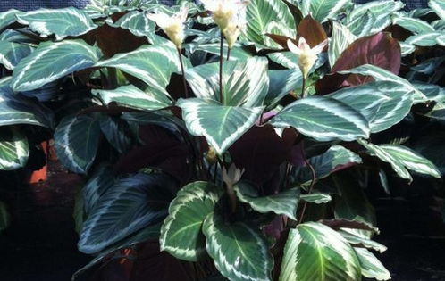 非洲竹芋在我国有大量种植和栽培吗