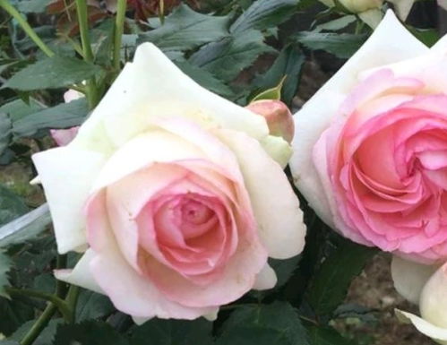 月季浇水那些事儿，你真的懂吗？