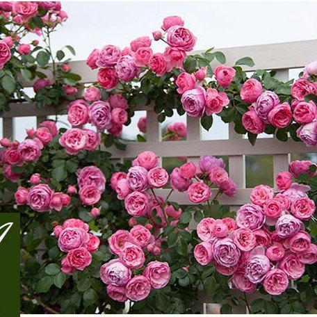 藤本月季品种大盘点