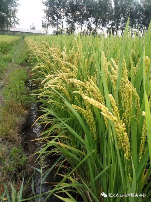 稻草还田的关键技术：将稻草作为有机肥还田