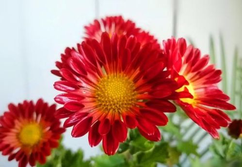 菊花的花语是高洁、长寿，你知道菊花还有哪些花语吗