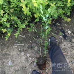 适合农村经济苗木还包括一些具有药用价值的苗木