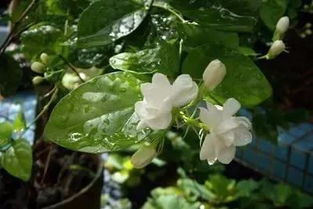 蝴蝶茉莉如何种植？适合哪些土壤和光照