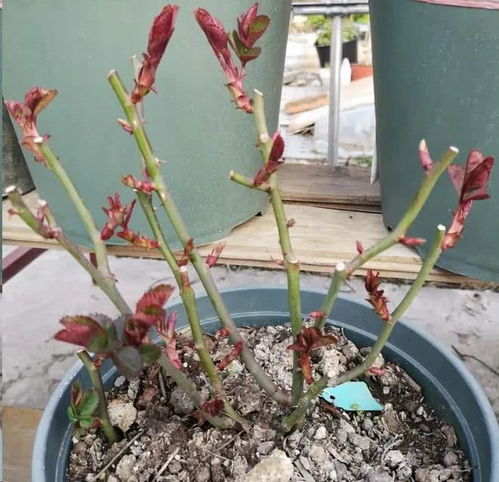 修剪前的检查，剪刀消毒彳艮重要