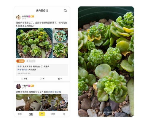 夏季玫瑰花是凉的还是热的？适合在什么温度下养护？