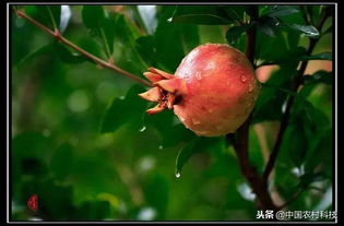 我国石榴主要栽培于新疆、山东、陕西等地
