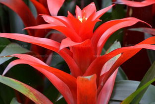 凤梨花如何养护？有哪些养殖方法和注意事项需要注意