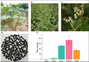 艾草产业：南阳的绿色希望