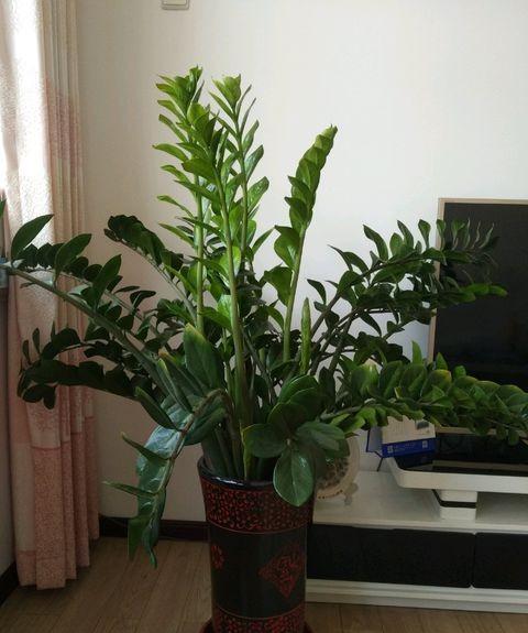 绿箩浇水小秘籍：加什么肥料长得好？浇水量怎么控制？