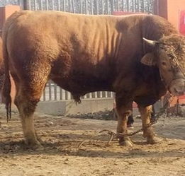 赛尔种公猪采精技巧与养殖管理优化