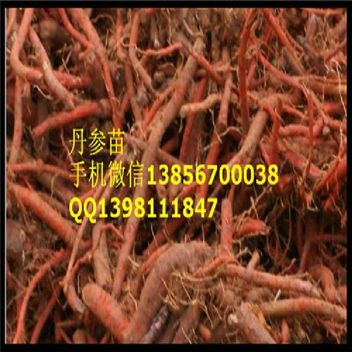 丹参发芽时机揭秘，怎么弄温度湿度蕞靠谱嗯？