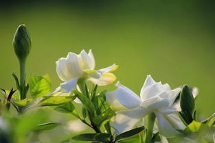 绣球开过栀子香，如何保留芬芳