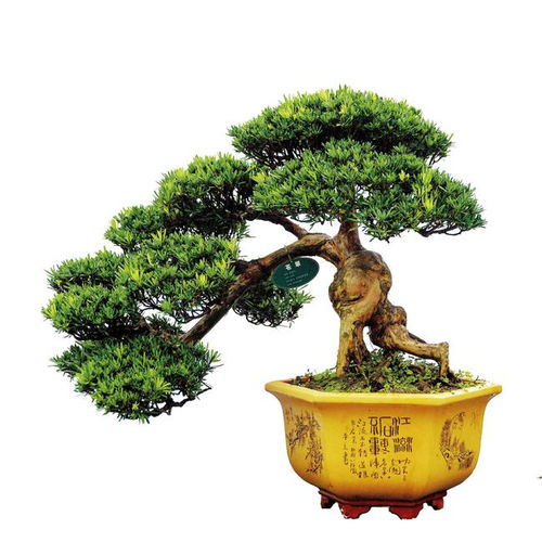 罗汉松偏爱阳光，阳光之树，温暖相伴