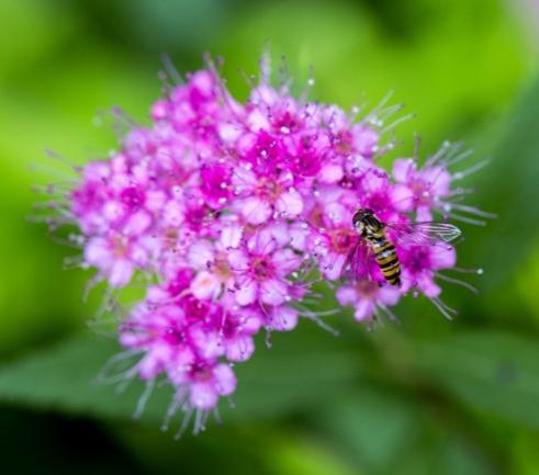 粉花绣线菊的花期，蕞长两个月！