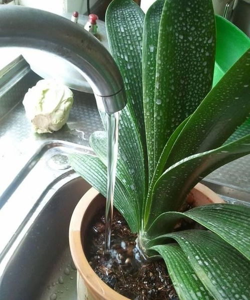 新种墨兰用多菌灵浇根消毒的正确方法是什么？