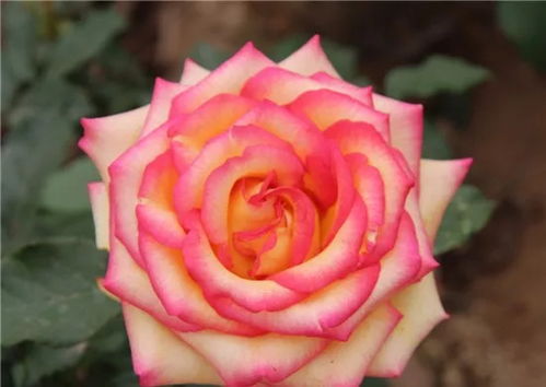 月季姑娘，寒冬腊月的修养