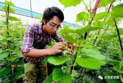 水蜡栽培与移栽技巧：畜牧行业必备指南