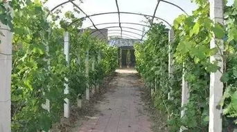 辣椒， 你的小院好伙伴