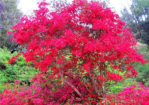 走进紫红色花的世界：庭院种植必选清单大揭秘那个！