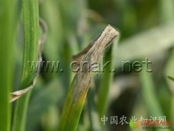 灰霉病， 大葱的常见病害之一