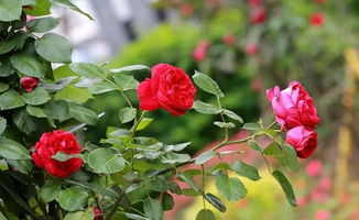 秋老虎期间养花注意事项