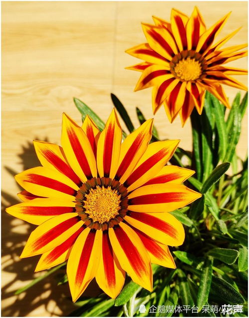 太阳花：热情似火的夏日使者