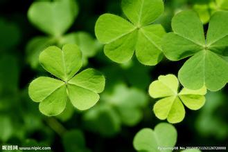 三叶草与苜蓿：常被混淆的植物