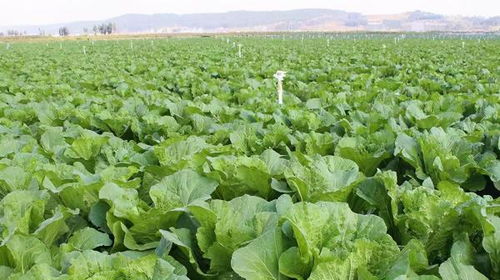 把握Zui佳防治时期