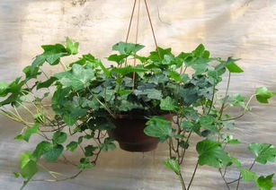 常春藤：爬藤的温柔