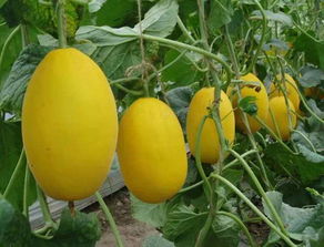 乙草胺和甜瓜：一场意外的邂逅？