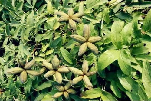 牡丹根腐病的症状