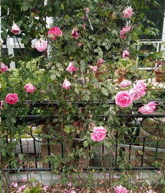 先观察枝条的走势， 心里有个底