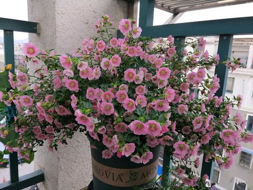 “迷你盆栽，冬日爆花，花多盆小，养花新潮流！”