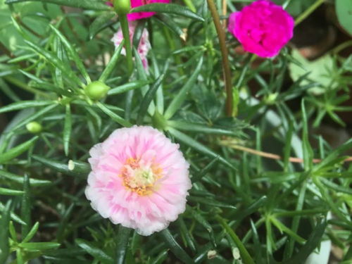 施肥和修剪，让花朵梗旺盛