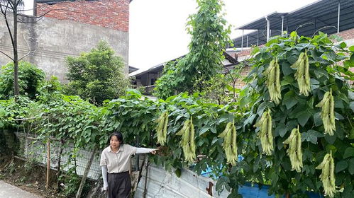菜种子种到地里浇水量要怎么控制呢