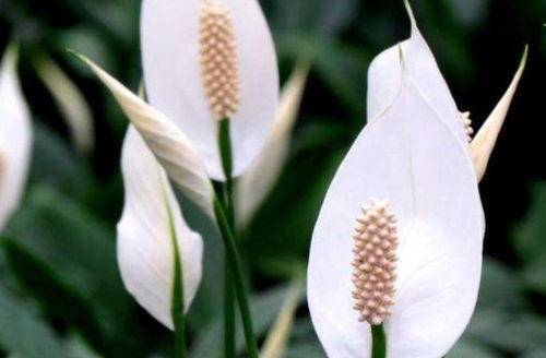 白掌为何花心发黑？